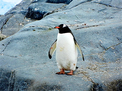 penguin standing on gray rock thumbnail