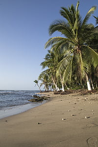 palm trees on beach thumbnail