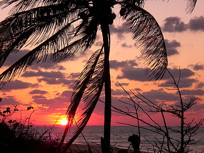 wind blowing on beach with coconut palm tree during sunset thumbnail