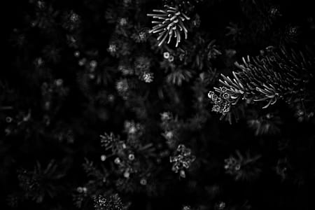Macro Photography Of Flowers thumbnail