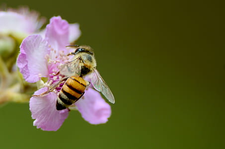 shallow focus photography of bumblebee on pink flower thumbnail