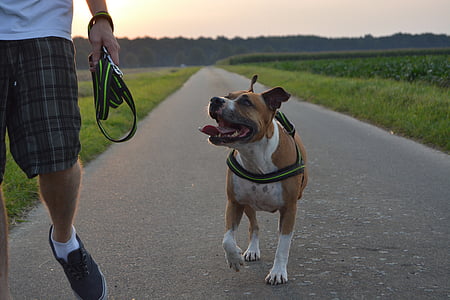 adult tan and white American pit bull terrier thumbnail