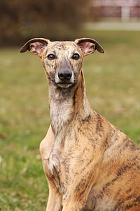 close-up photography of brindle greyhound thumbnail