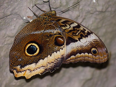 brown mariposa thumbnail