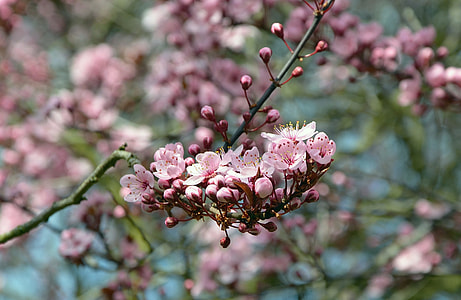 pink petaled flower bloom during daytime thumbnail