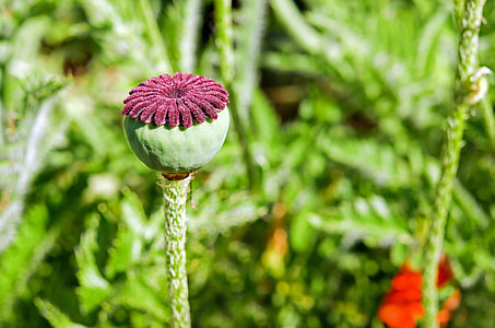 macro shot photography of green and purple plant thumbnail