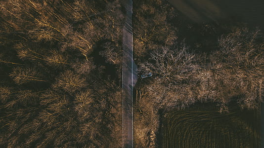 aerial photo of road with green leafed trees thumbnail