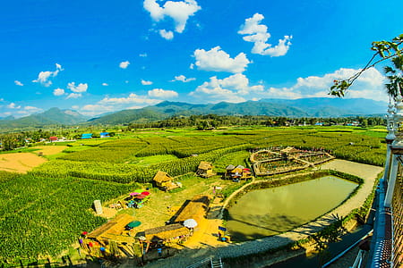 Green Rice Fields thumbnail