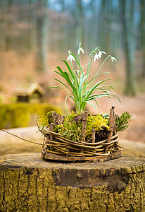white snowdrop flowers on brown tree trunk selective-focus photography thumbnail