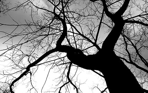bare tree under white clouds thumbnail