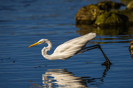 white swan on body of water thumbnail