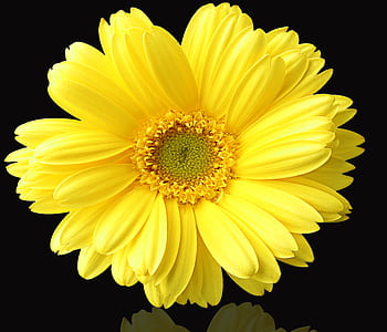 yellow daisy flower in bloom closeup photography thumbnail