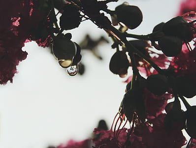 close-up photography red petaled flowers thumbnail