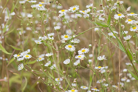 white asters flowers at daytime thumbnail