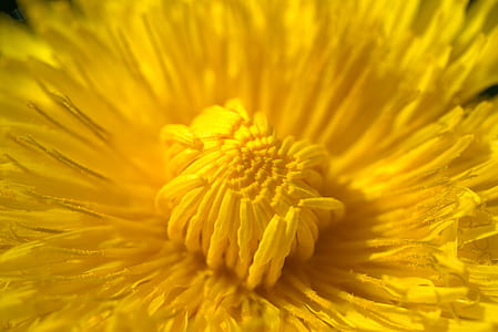 shallow focus photography of yellow flower thumbnail