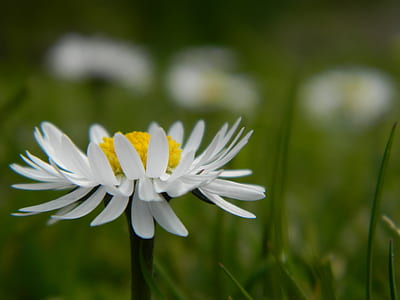 selective focus photography of white Shasta daisy flower thumbnail
