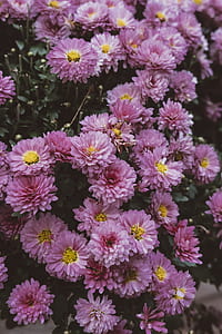 purple petaled flowers during day thumbnail