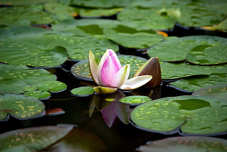 pink water lily on water thumbnail