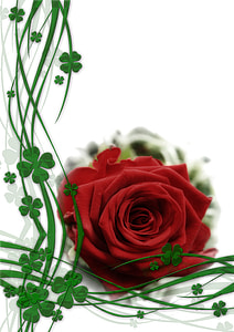 macroshot of red rose with green leaves thumbnail