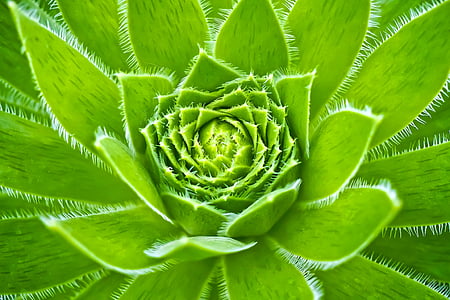 green leaf plant thumbnail