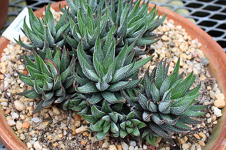 Succulent plant Haworthia Attenuata or Zebra Plant, Zebra Haworthia, Apicra Attenuata, and Aloe Clariperla is a family of non-cactus plants that live in the desert of South Africa. This zebra plant is growing in a clay tray pot inside a greenhouse at Deep Cut Garden in New Jersey. thumbnail