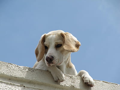 medium short-coated white and fawn dog thumbnail