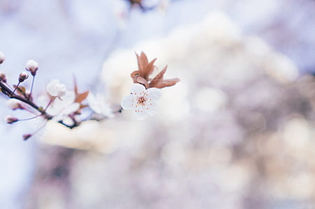 white petaled flowering tree in selective focus photography thumbnail