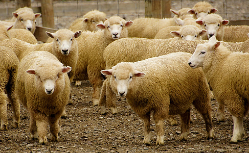herd of sheeps thumbnail