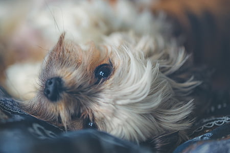 shallow focus of dog thumbnail