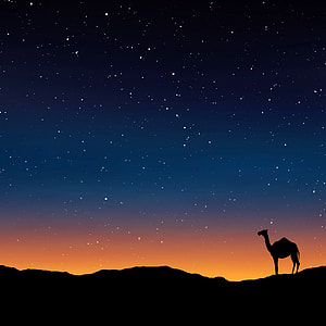 Camel under the stars in Egypt thumbnail