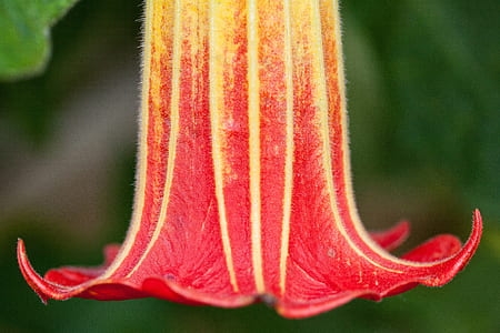 closeup photography of red and yellow trumpet flower thumbnail