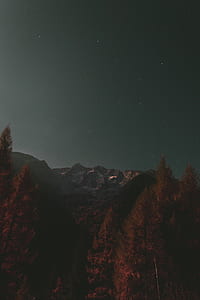 photo of brown trees near cliff thumbnail