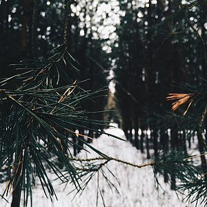 green pine tree during daytime in closeup photo thumbnail