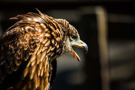 brown bird open it's beak thumbnail