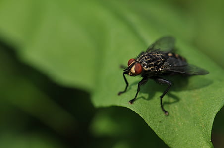 black horsefly perched on green leaf in closeup photography thumbnail