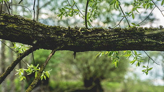 nature, forest, branches, blur thumbnail