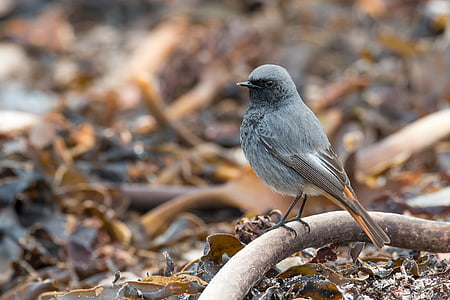selective focus photography of gray bird on tree branch thumbnail