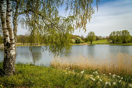 green leaf trees beside the river thumbnail