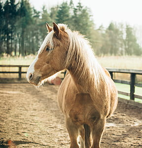 photo of brown donkey thumbnail