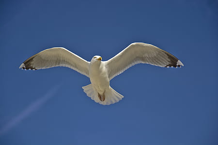 flying white seagull thumbnail
