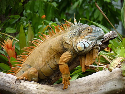 brown reptile thumbnail