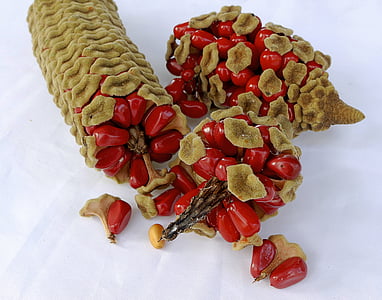 red and brown fruit thumbnail