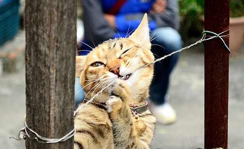 brown tabby cat biting gray wire thumbnail