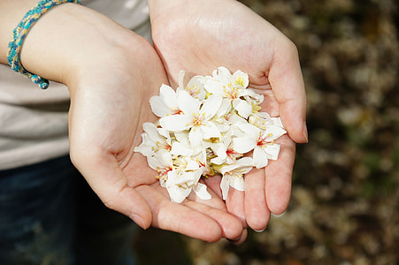 person holding white flowers thumbnail