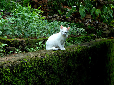white cat on mossy wall thumbnail