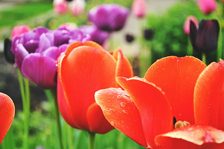 Selective Photo of Orange Tuli thumbnail