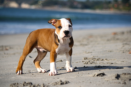 tan and white American Pit Bull Terrier puppy standing seashore near sea during daytime thumbnail