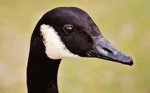 close-up photography of Canada goose thumbnail