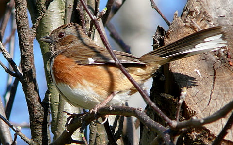 short-beaked brown and white bird on tree branch thumbnail