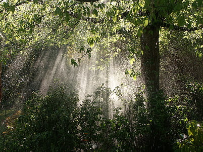 green leafed trees with crepuscular rays thumbnail